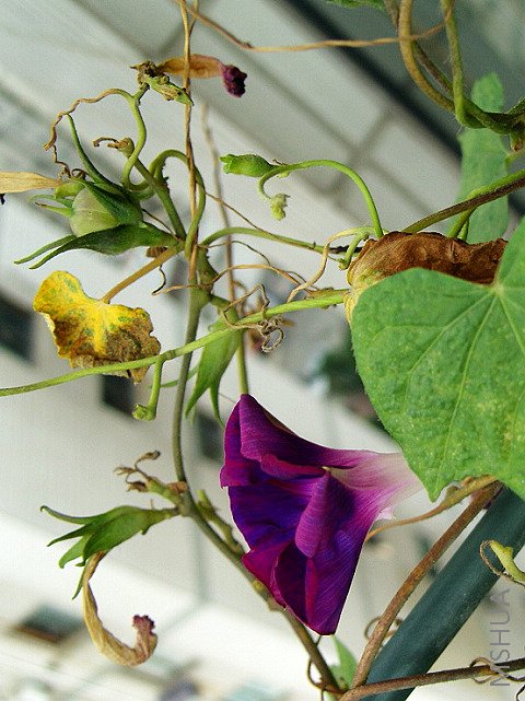 ����С��ţ���Ѿ��뿪���ˣ���