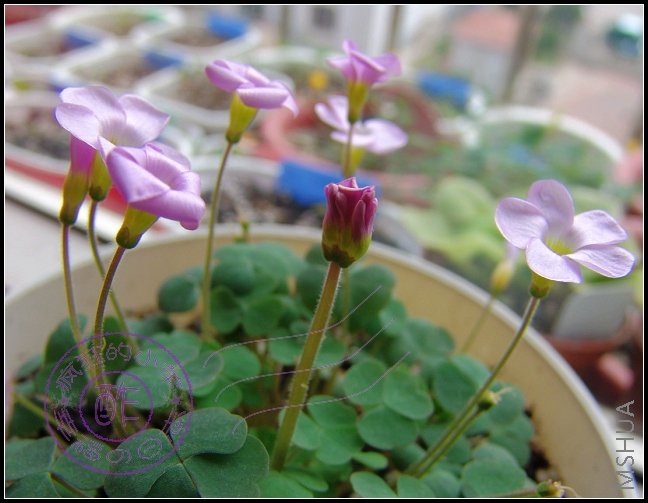 oxalis first love...
