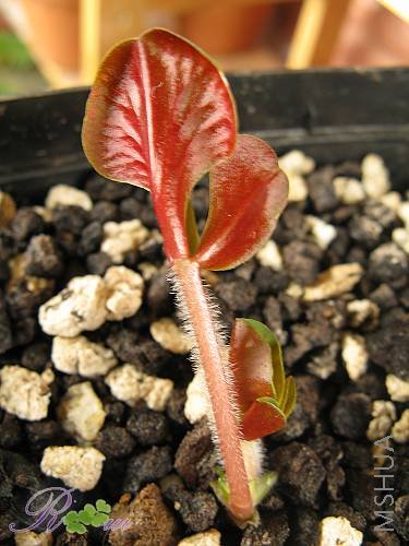 O'Luteda var marginata 4.jpg