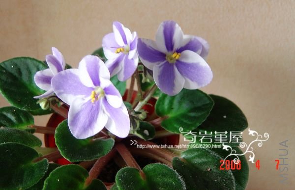 G-8( Humako Sharon.).JPG