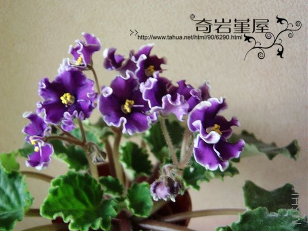 Z-66-Victorian ParasolҶ����.JPG