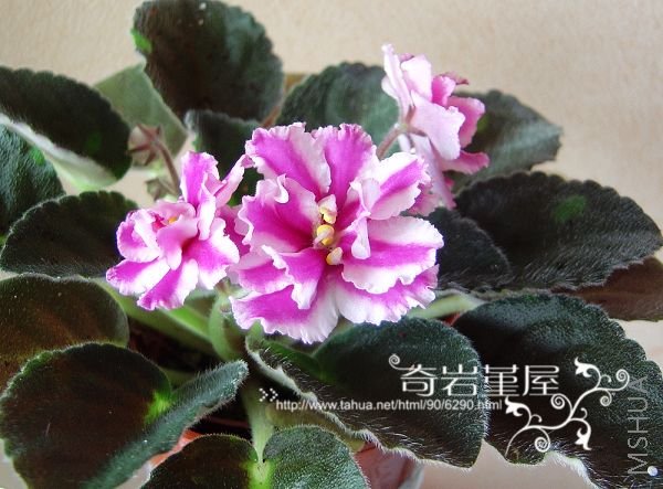 G-11-Suncoast Peppermint Kathy(H)�ذ��ϰ�.JPG