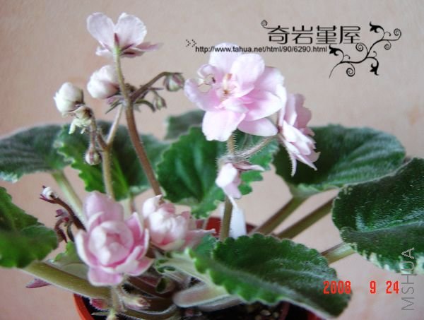 F-93(wranger's Jealous heart).JPG