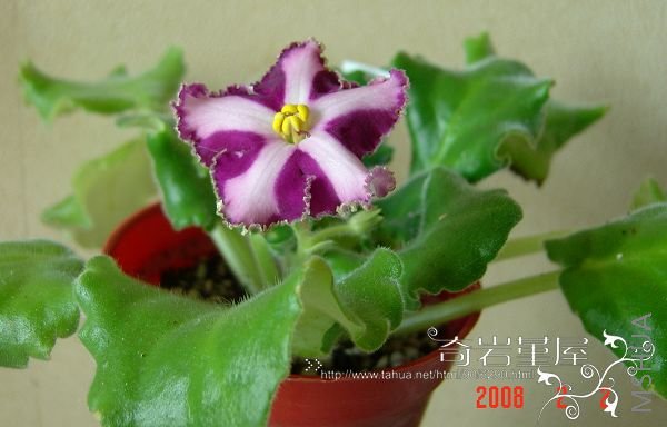 G-9-polar Star���ݩ`�饹���`��.JPG