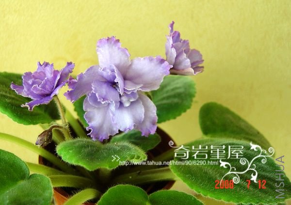 Z-70-Blue Dragon ����.JPG