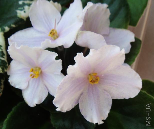 ���ͼ����