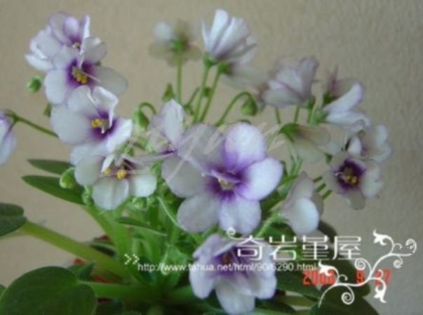 M-Z-2-Rob's Penny Ante.JPG