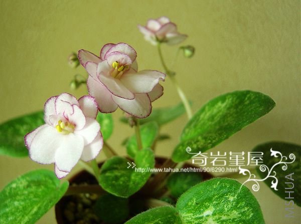 M-F-26-Lilian's Sparkler-��ꥢ�󥺥��ѩ`����`.JPG