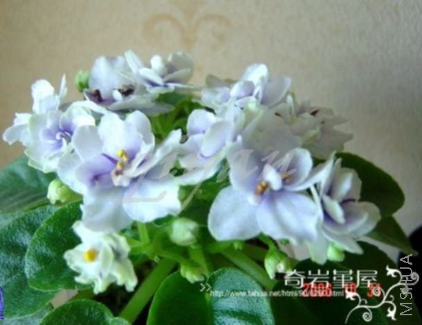 M-Z-1-Thunder Surprise.JPG