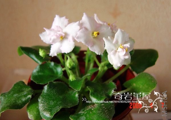 M-F-30 -A6- Ballet Taffy.JPG