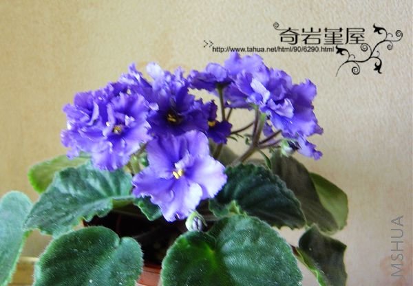 Z-62-Secret Love-379  B40.JPG