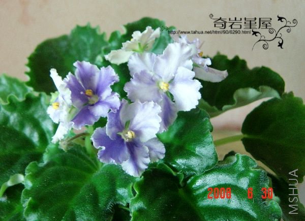 Z-68-( Opt Ererpraise).JPG