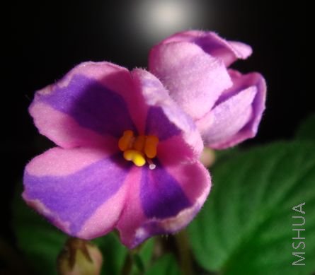 ���ͼ�Ǻ�ֻ������