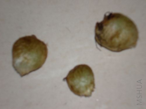 ��������С��