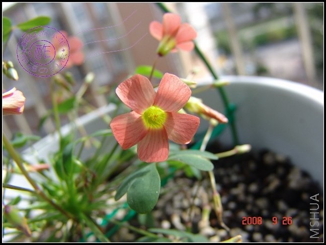 �߸���С��