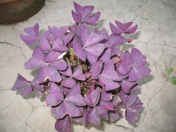 ����Ҷ��2008.jpg