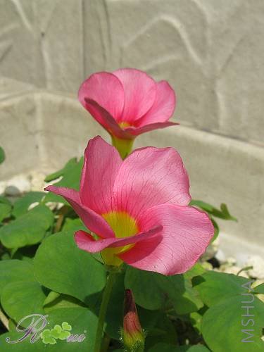 ��-ܽ�ط� 7.jpg