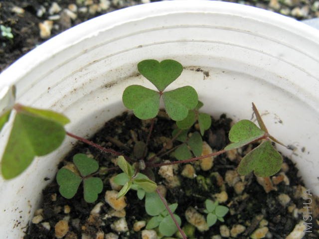 ��֪����ô�᳤������ĳ��֪������������...