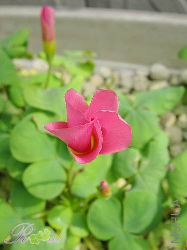 ��-ܽ�ط� 4.jpg