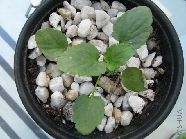 Ψһ����ɫ��