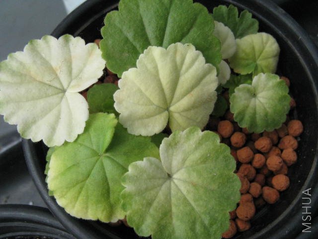 ΪʲôҶ�ӻᷢ��