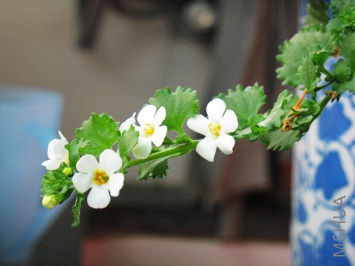 BigBull_��Ƭ 035.jpg