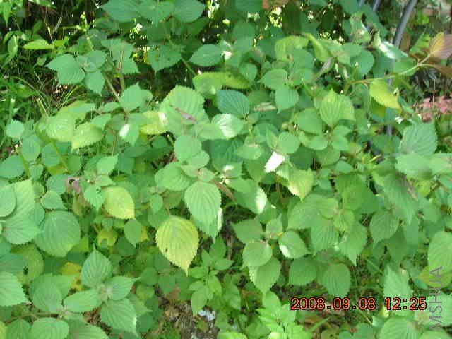 Perilla frutescens-���K-2008-0909-DSCN9235.JPG