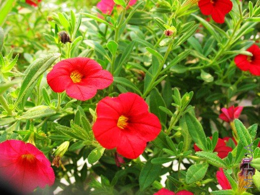 BigBull_��Ƭ 001.jpg