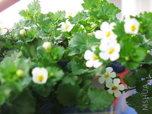 BigBull_��Ƭ 036.jpg