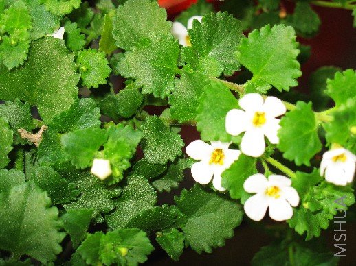 BigBull_��Ƭ 037.jpg