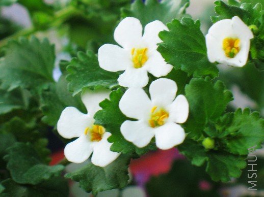 BigBull_��Ƭ 034.jpg