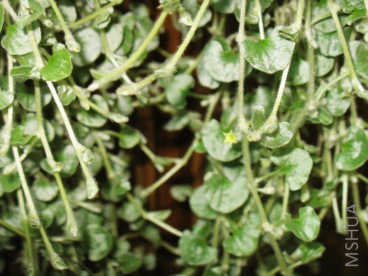 BigBull_��Ƭ 038.jpg