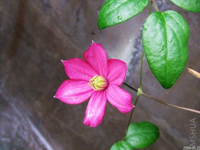 ��ֲ̨�� 008.jpg