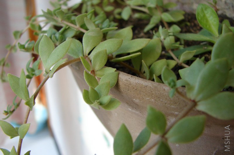 ���ֵ�ʲô��