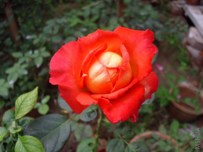 IMG_0265.jpg