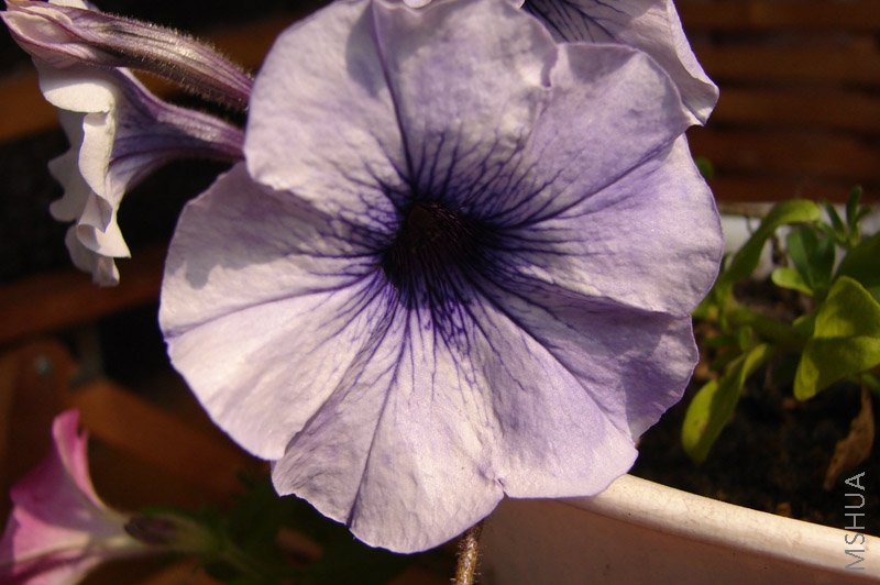 ��֪�����֣��Լ��ڻ��跢��ѿ