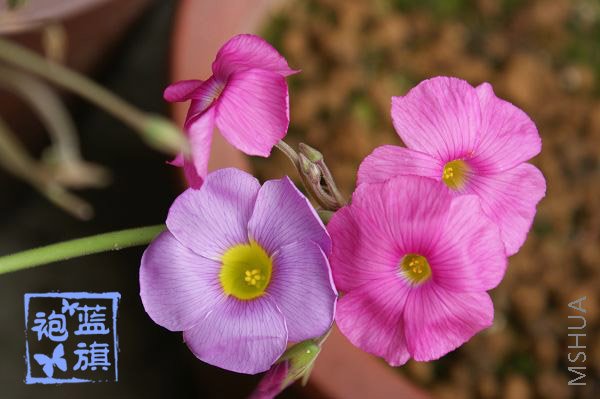 ܽ�غ�oxalis bowiei