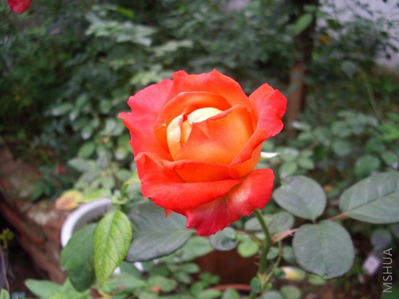IMG_0266.jpg
