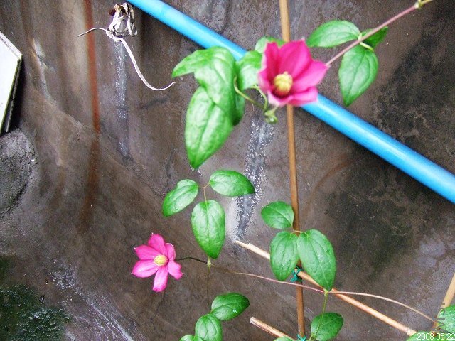 ��ֲ̨�� 006.jpg