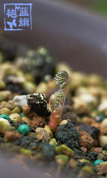 ��鵸ո�͸����ƬҶ�ӡ�