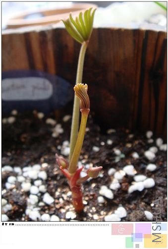 autum pinkСצ�ӳ��ɰ�