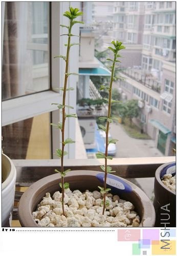 hirta������Խ��Խ���ˡ��������ǻ���û�л���