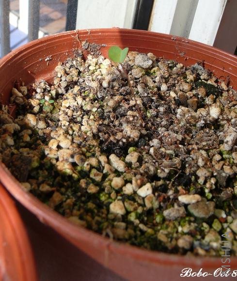 �����ɰ���