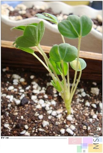 haworoides������