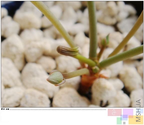 flava����������