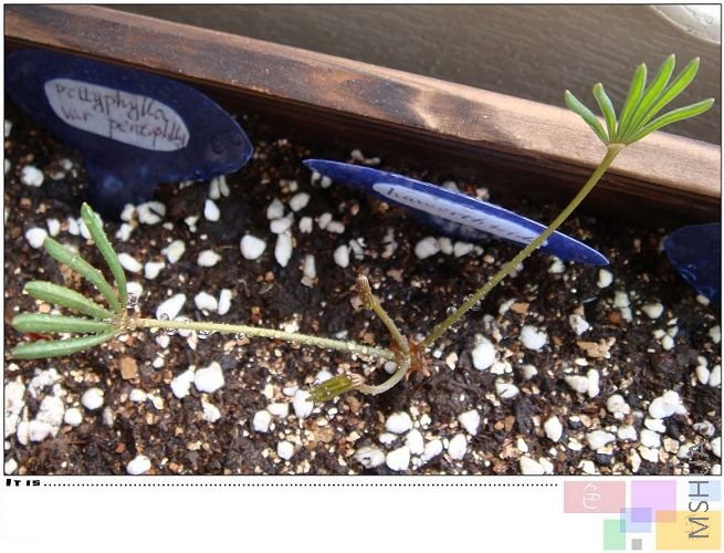 namaquensisצ�ӷֵúܿ�