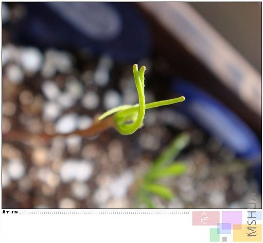 pollyphylla var pentaphlly���Ҷ���е�����ˣ����ر�