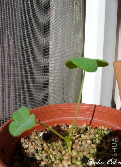 ��֪��ʲô��ɫ��ܽ��