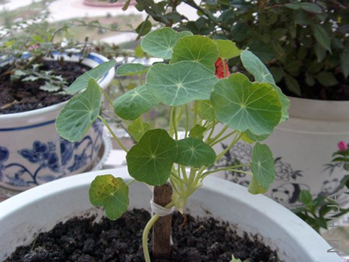 һ��������û�����������ٵ�Ҷ���ˡ�