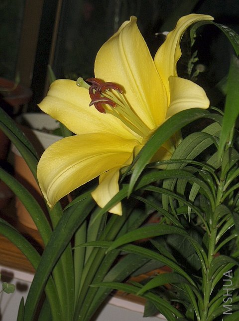 վ��ס��ֻ����Ҷ�ӷ��ţ��������ţ�����ͱ���ժ����